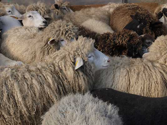 Schafe in Strocksee